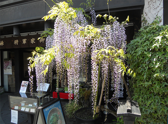 お店の前の藤の花が満開となりました。